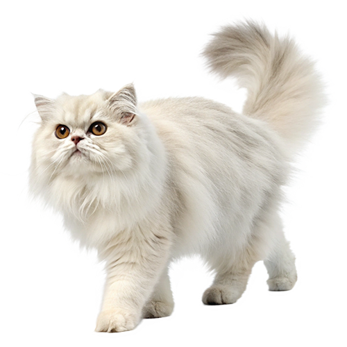 Welcome To Kitty And Furr